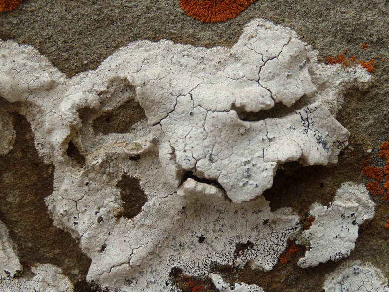 Diploschistes ocellatus - sulle arenarie della Laga